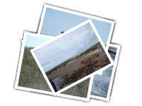 Punta Tombo album picture