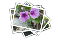 Cairns album picture