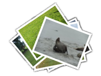 Kangaroo island album picture