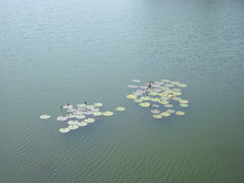 Image CIMG2705.JPG