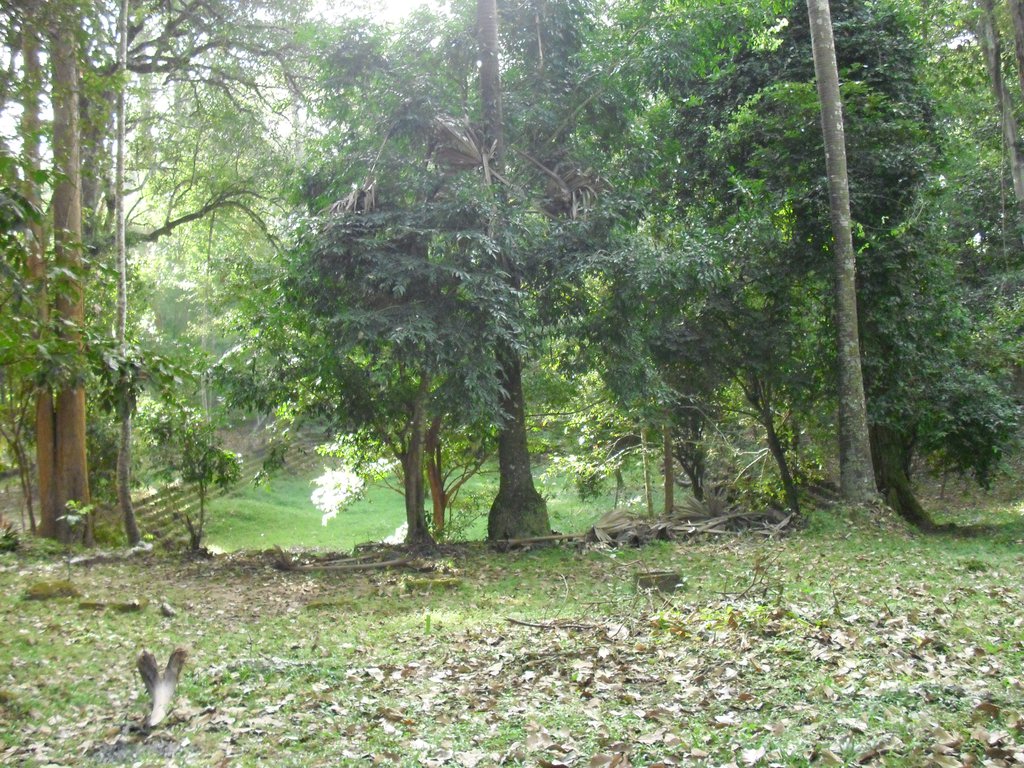 Image CIMG2999.JPG