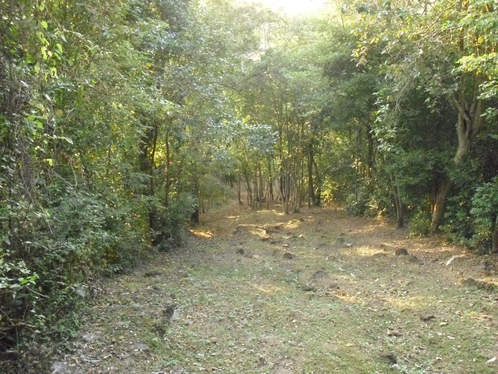Image CIMG3071.JPG