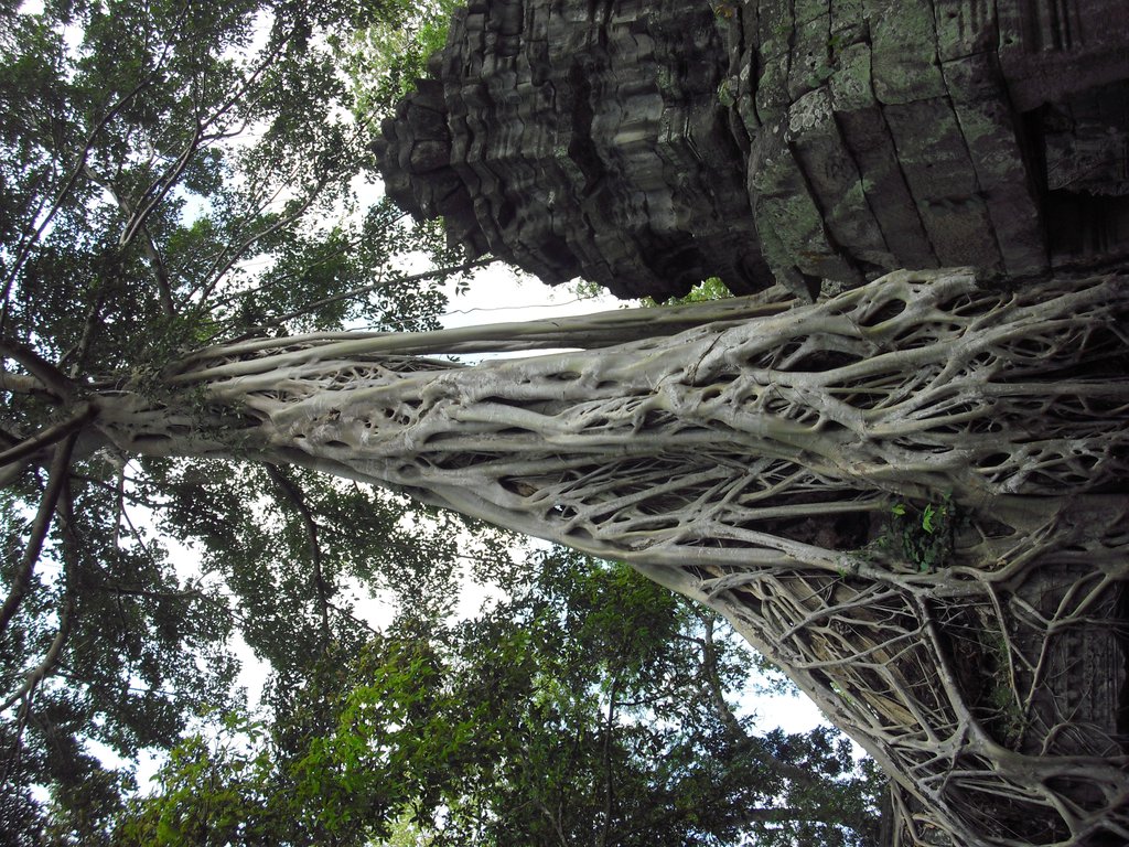 Image CIMG3296.JPG