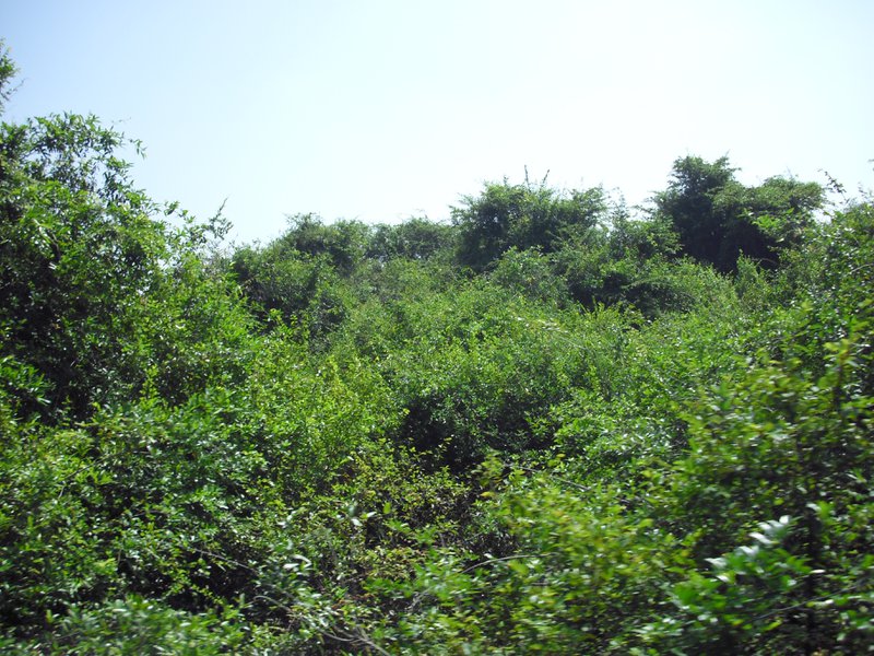 Image CIMG3590.JPG