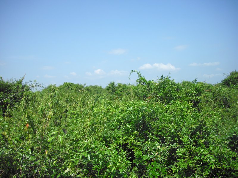 Image CIMG3599.JPG