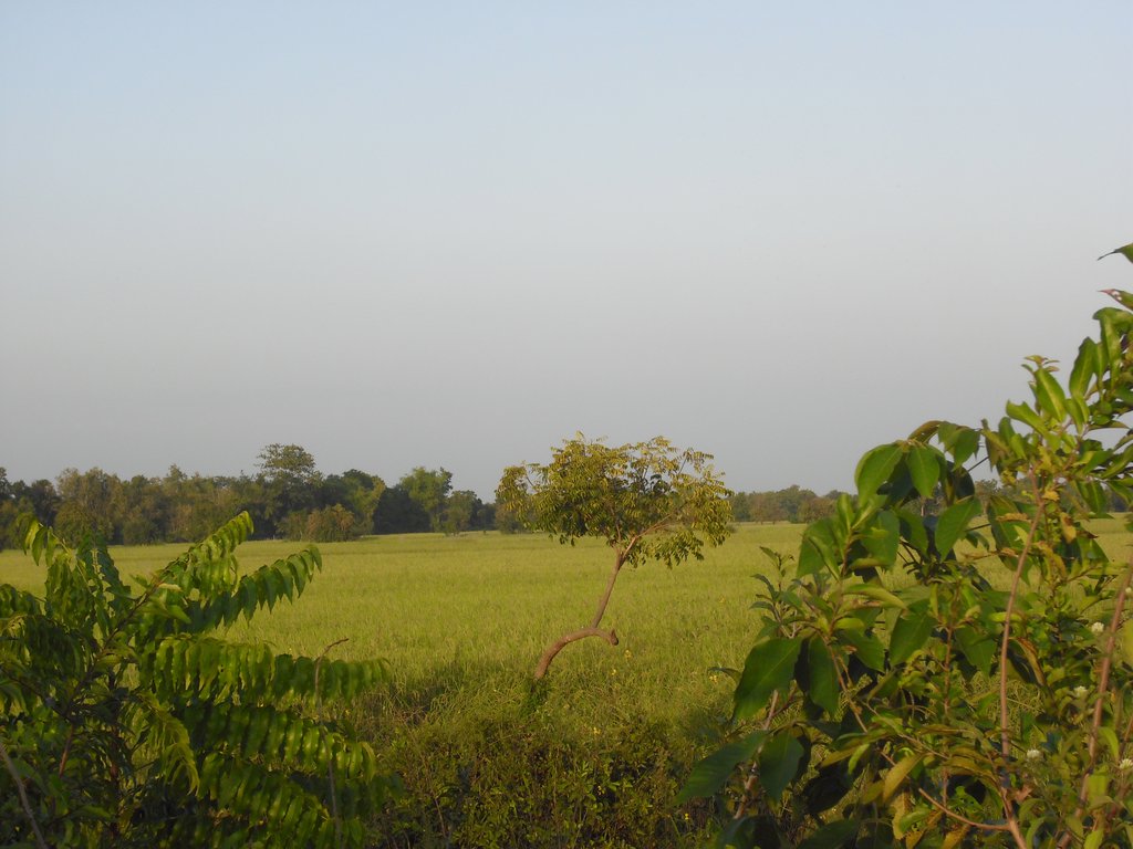 Image CIMG3698.JPG