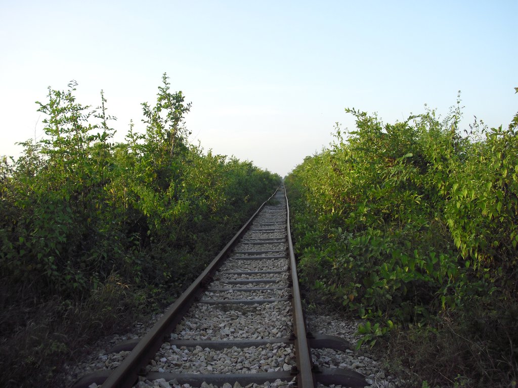 Image CIMG3699.JPG