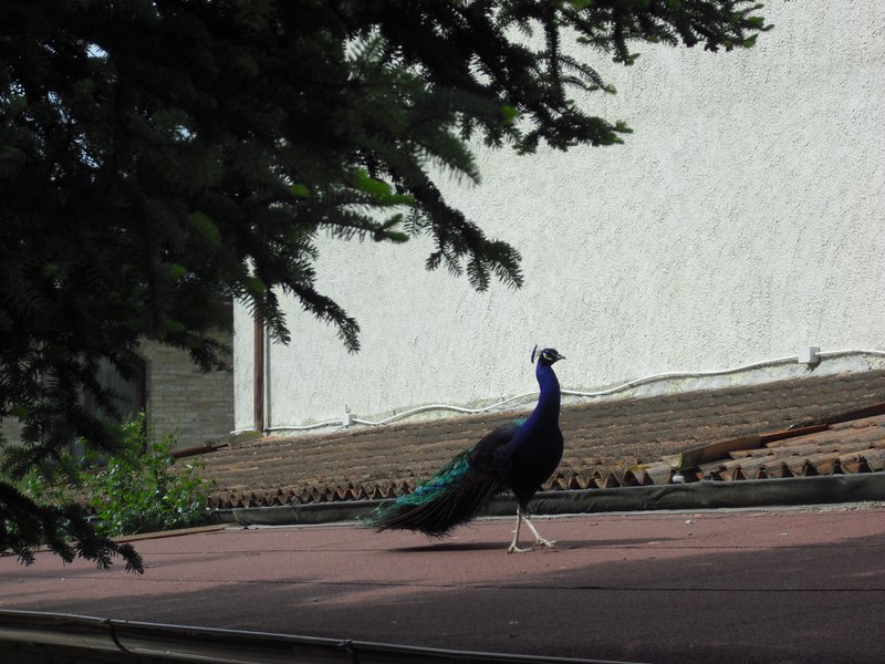 Image CIMG4488.JPG