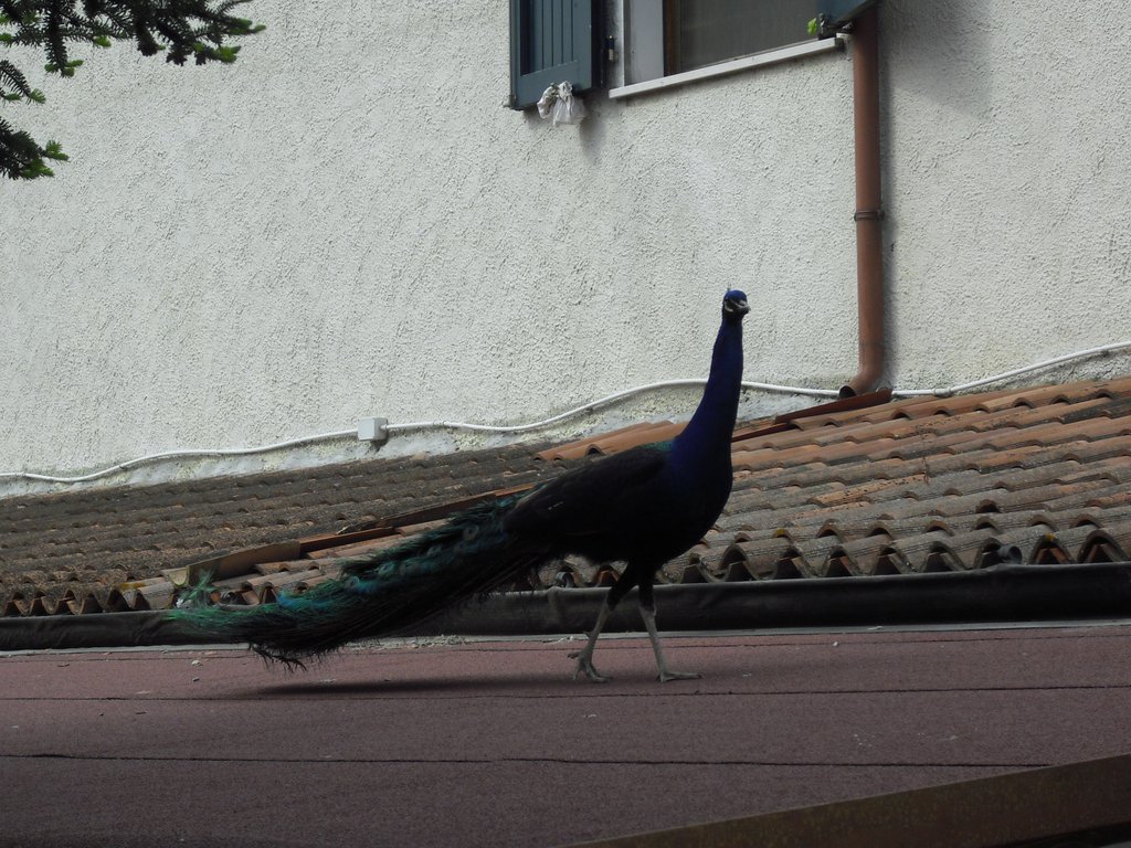 Image CIMG4489.JPG