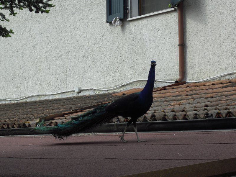 Image CIMG4489.JPG
