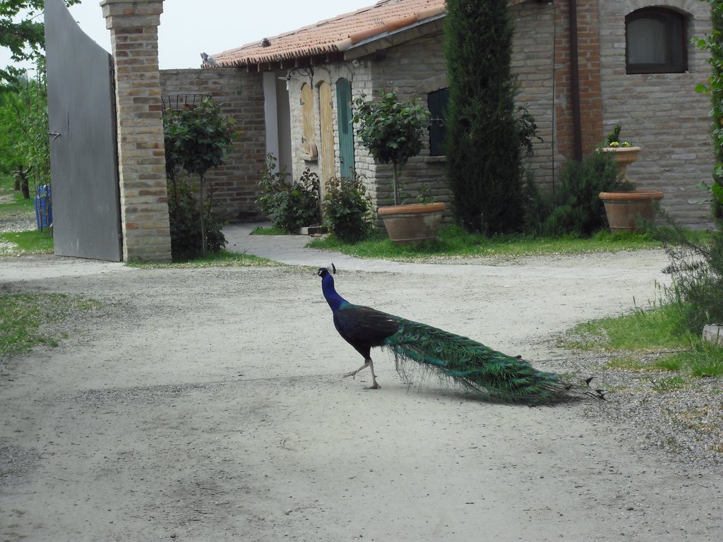 Image CIMG4490.JPG