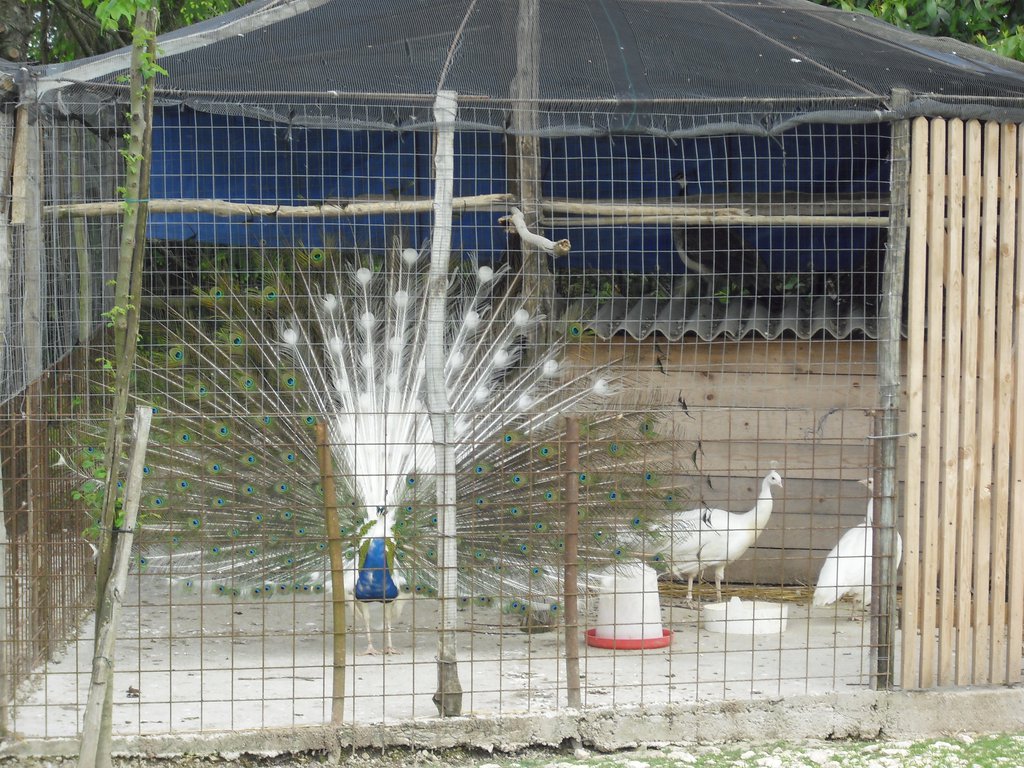 Image CIMG4492.JPG