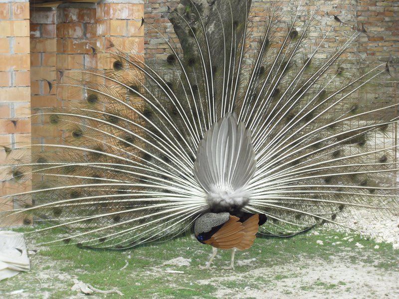 Image CIMG4493.JPG