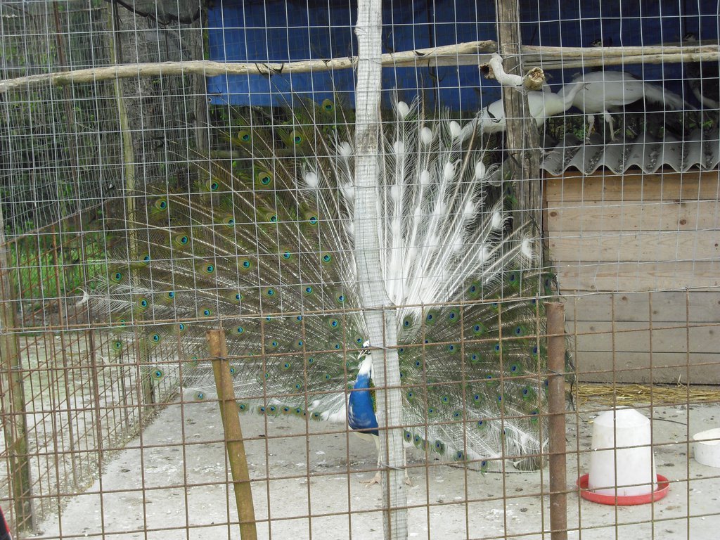 Image CIMG4495.JPG