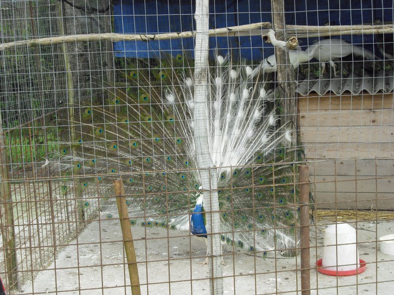 Image CIMG4495.JPG