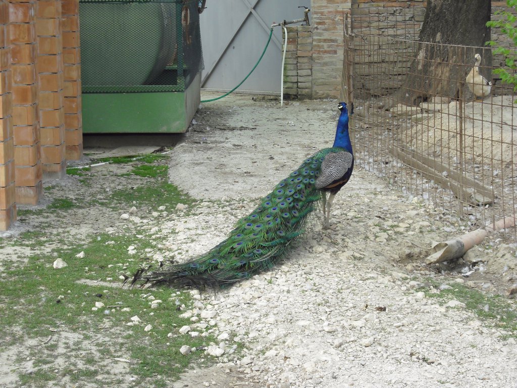 Image CIMG4498.JPG