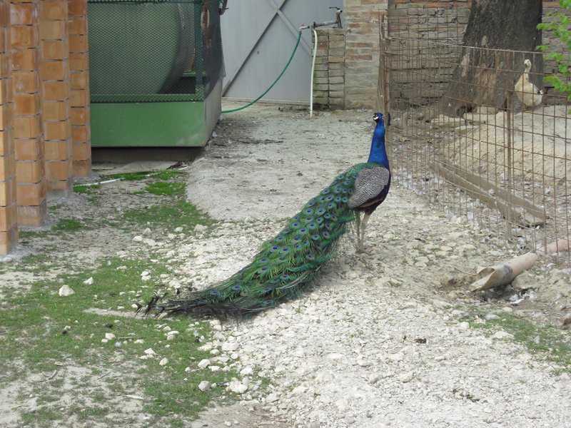 Image CIMG4498.JPG