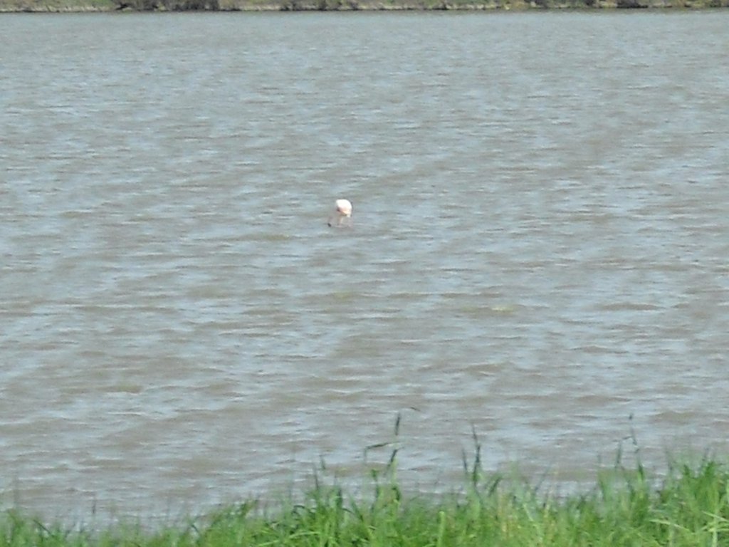 Image CIMG4506.JPG