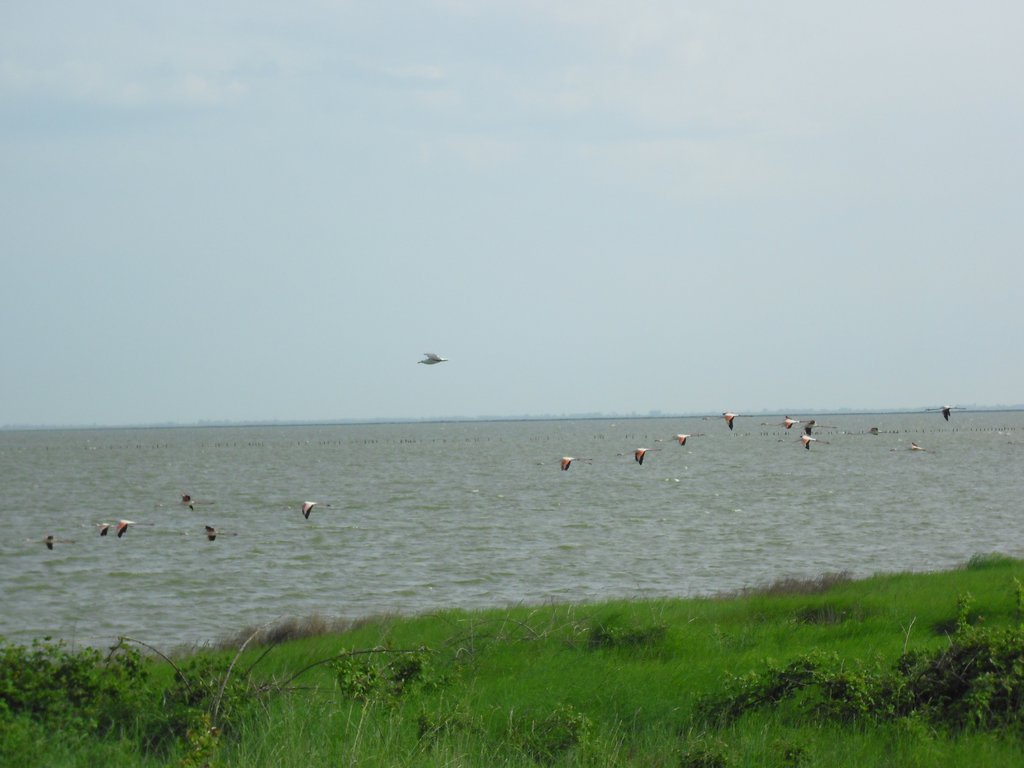 Image CIMG4515.JPG