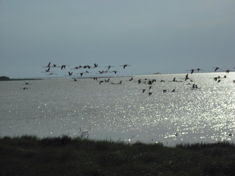 Image CIMG4523.JPG