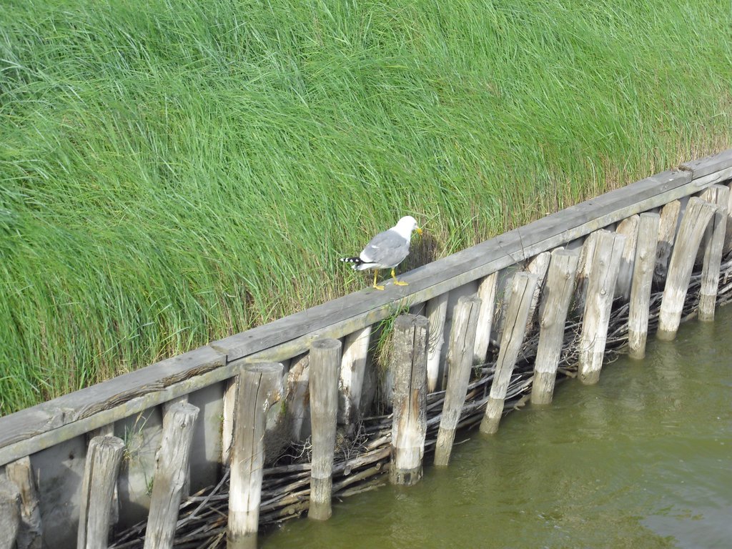 Image CIMG4528.JPG