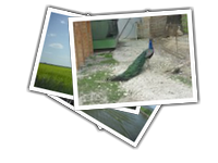 Comacchio album picture