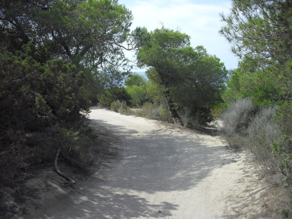 Image cimg0294.jpg