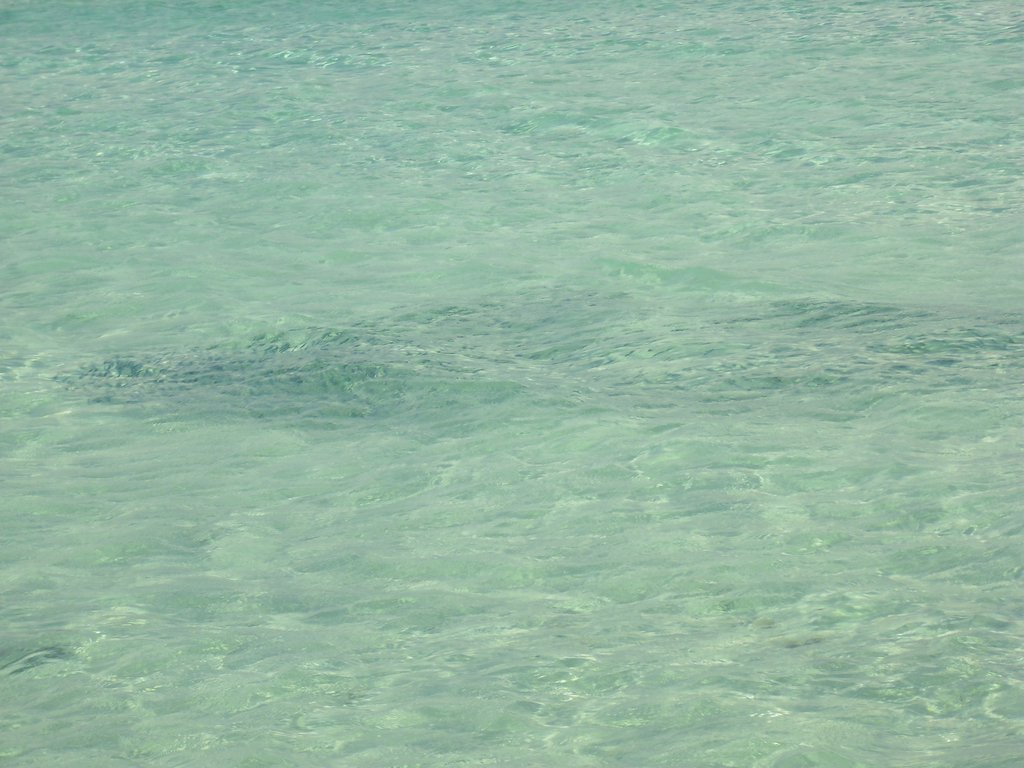 Image cimg0328.jpg
