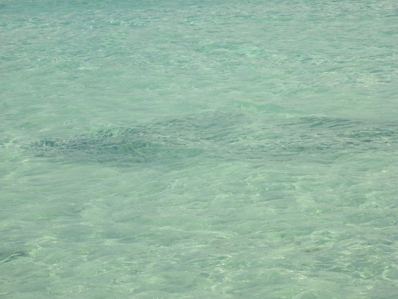 Image cimg0328.jpg