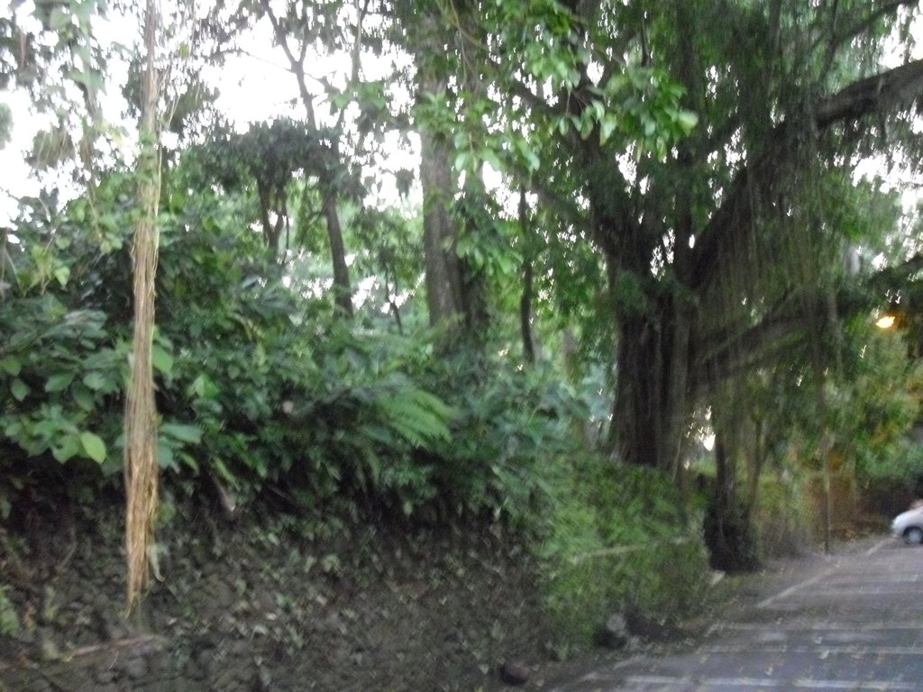 Image CIMG6423.JPG