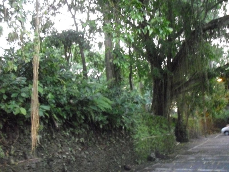 Image CIMG6423.JPG