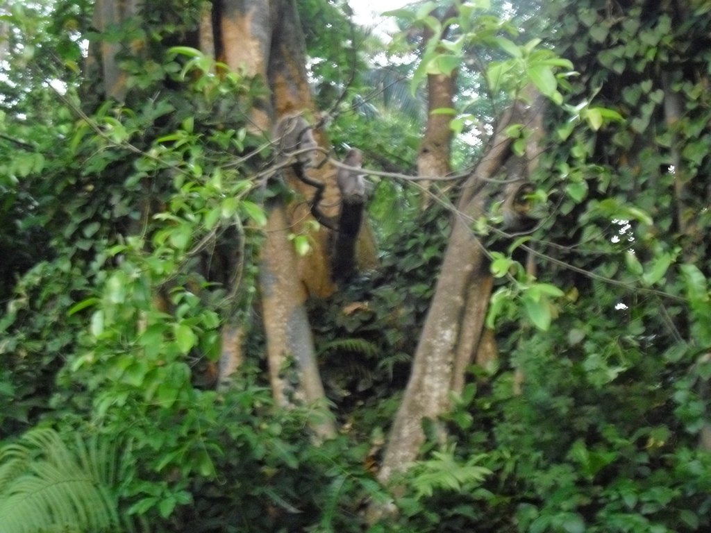 Image CIMG6424.JPG