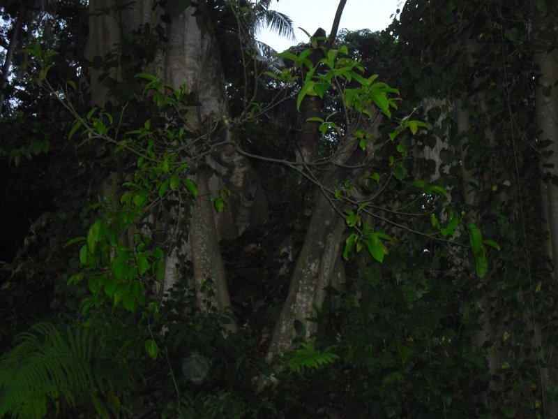 Image CIMG6425.JPG