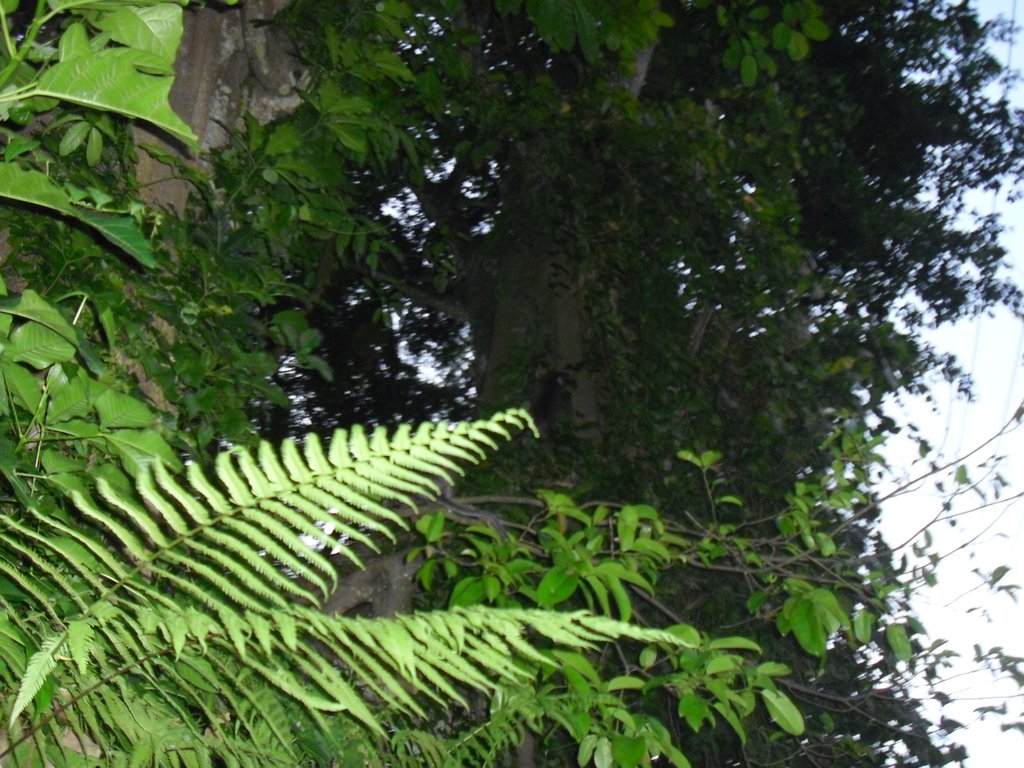 Image CIMG6426.JPG