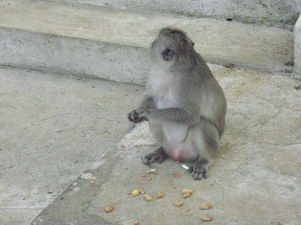 Image CIMG6527.JPG