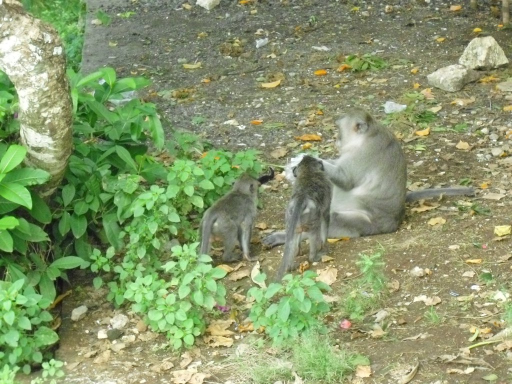 Image CIMG6529.JPG