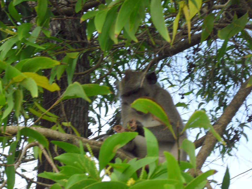 Image CIMG6553.JPG