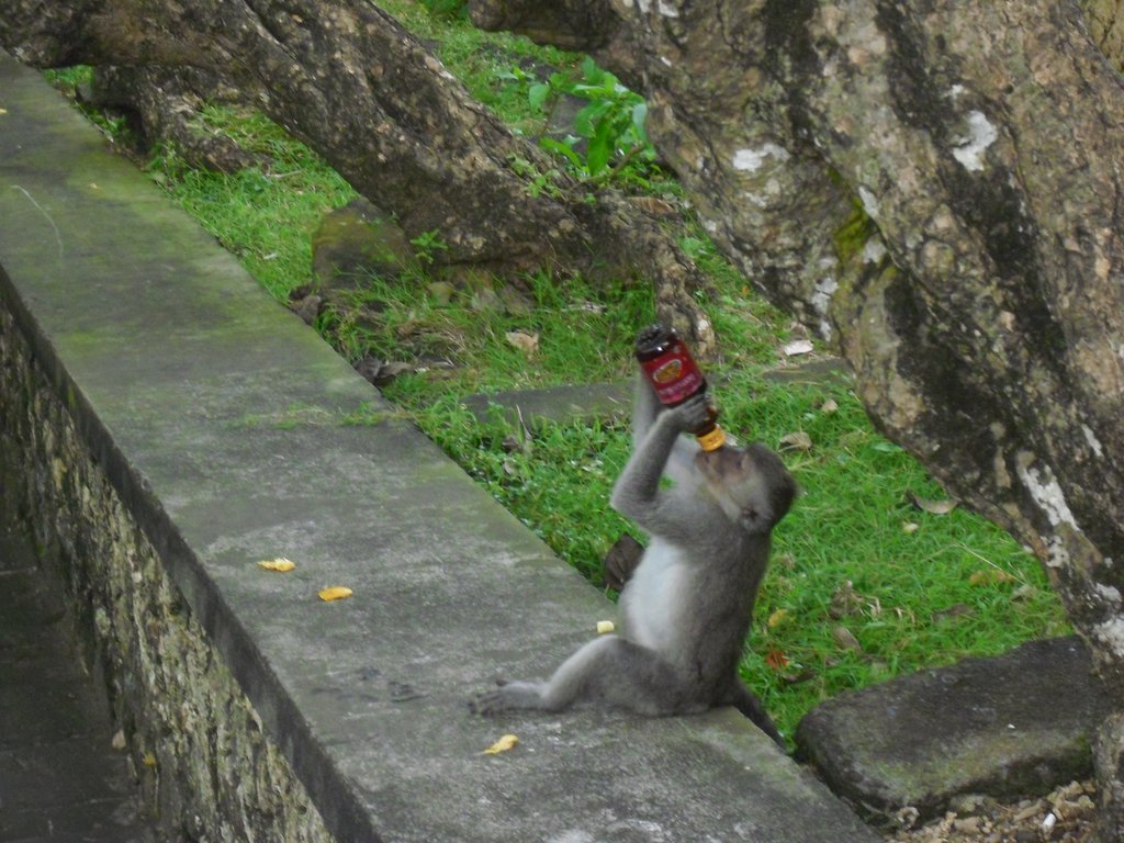 Image CIMG6556.JPG