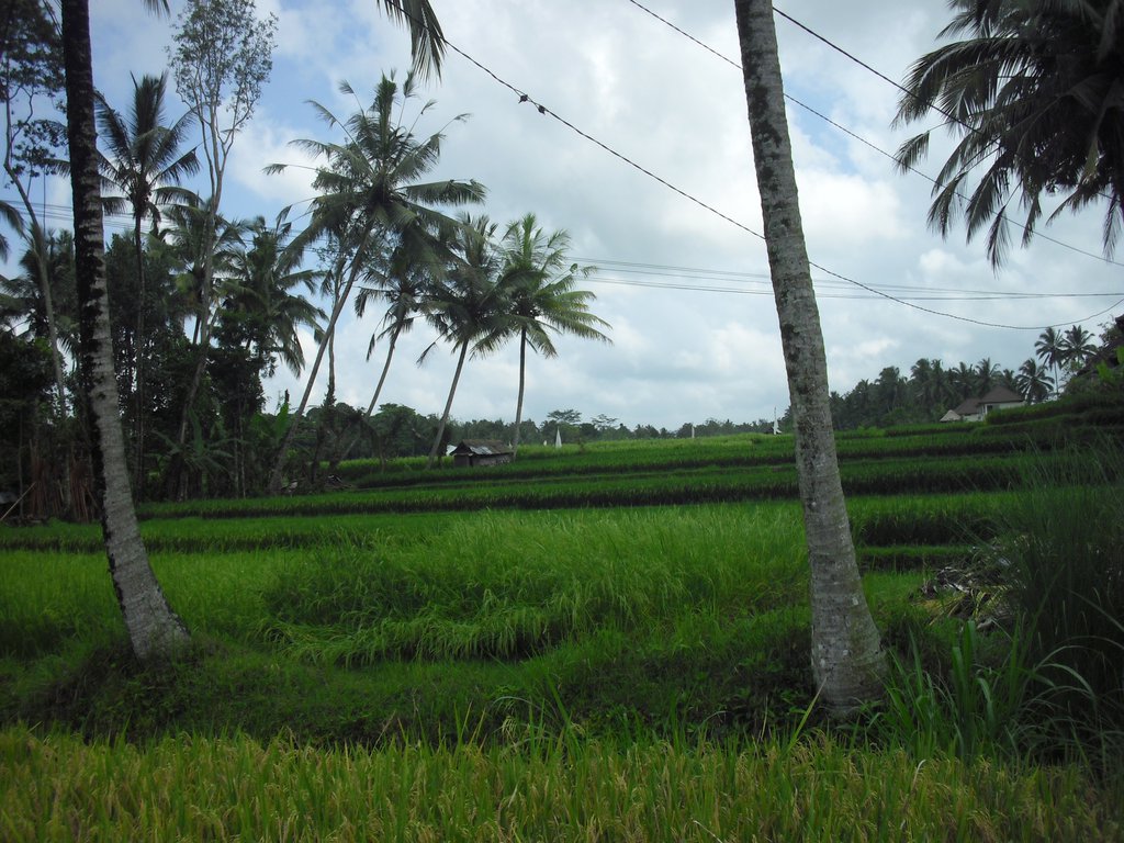 Image CIMG6579.JPG