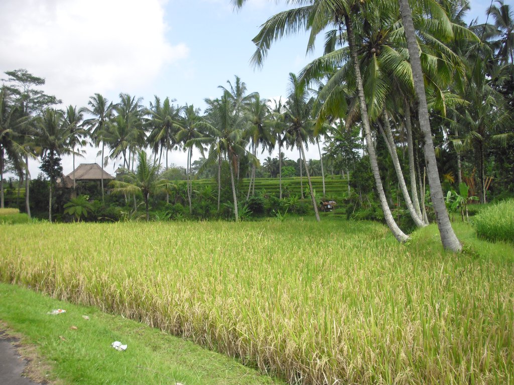 Image CIMG6580.JPG
