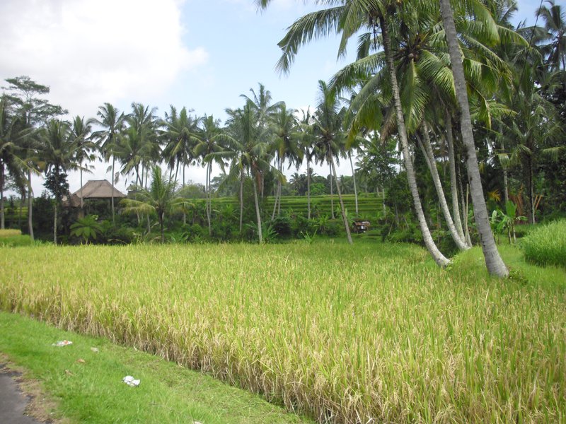 Image CIMG6580.JPG