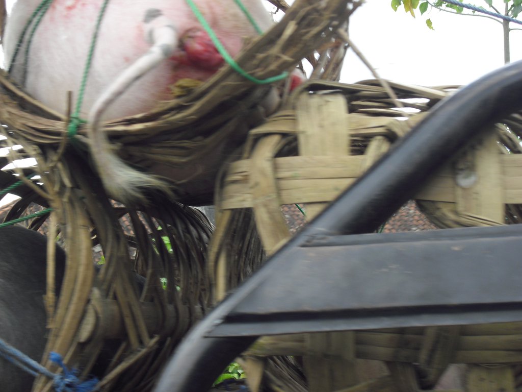 Image CIMG6610.JPG