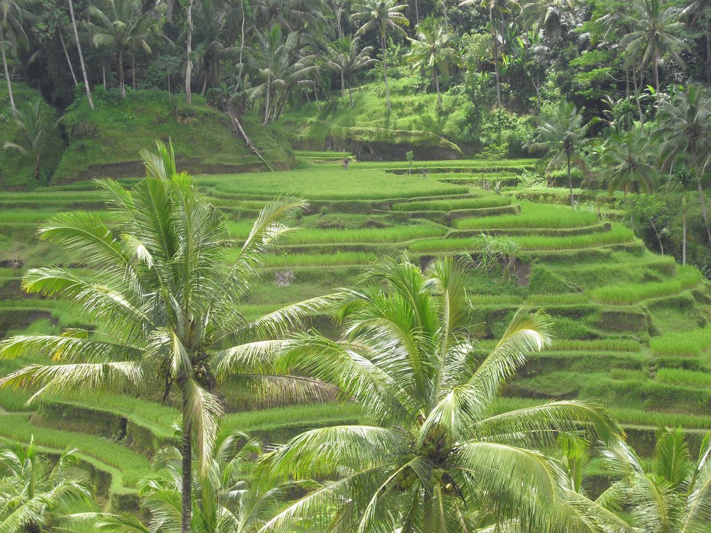 Image CIMG6673.JPG