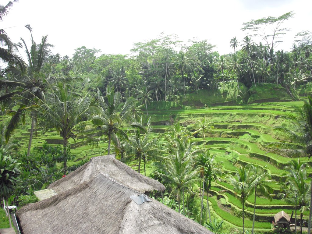 Image CIMG6675.JPG