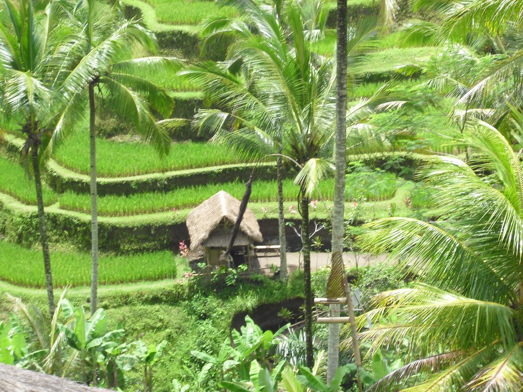 Image CIMG6676.JPG