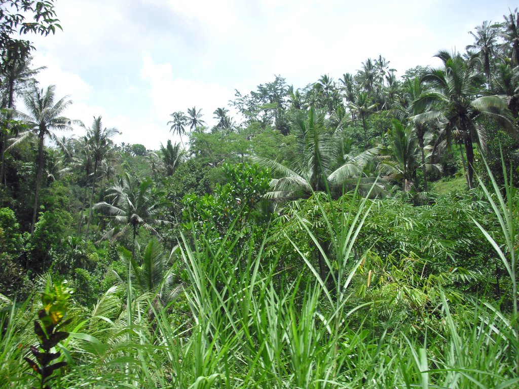 Image CIMG6682.JPG