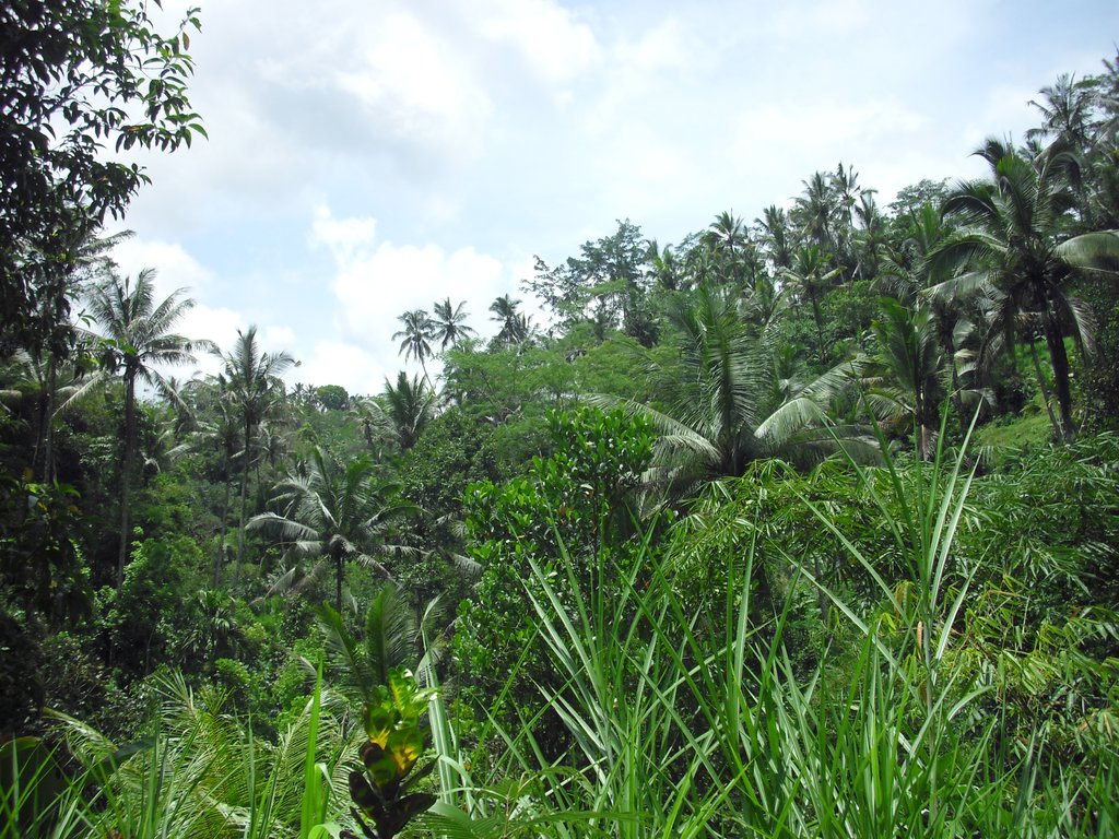 Image CIMG6684.JPG