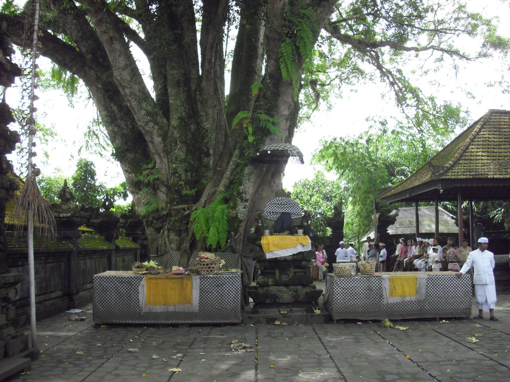 Image CIMG6690.JPG