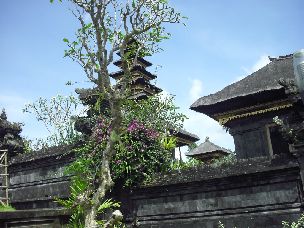 Image CIMG6737.JPG