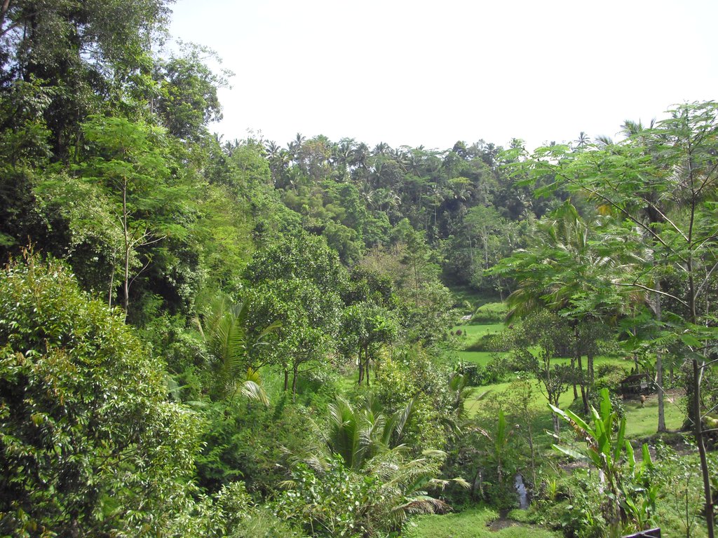 Image CIMG6790.JPG